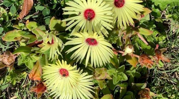 A Touch of Bushveld by the Sea