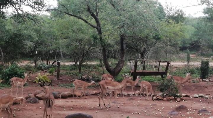 Flight of the Eagle at Kruger