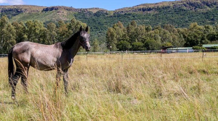 Landor Stud's Farm Cottage