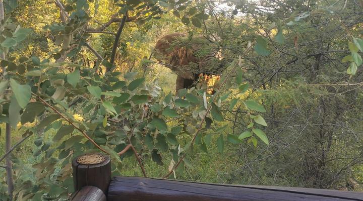 Mingwe Private Game Lodge