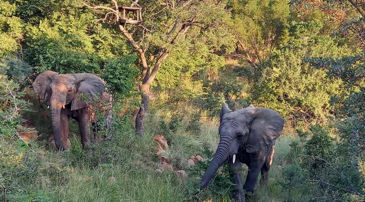Mingwe Private Game Lodge