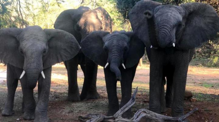 Mabalingwe Elephant Lodge 256A