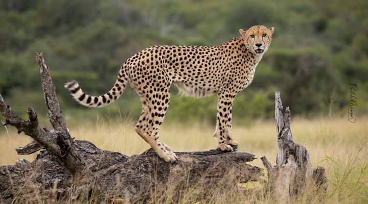 Sungulwane Private Game Lodge