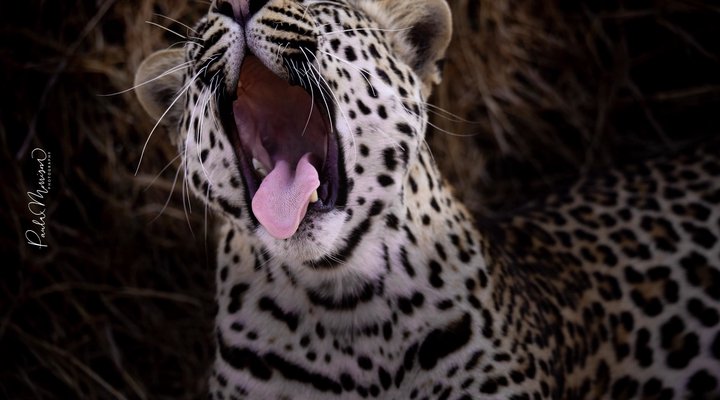 Sungulwane Private Game Lodge