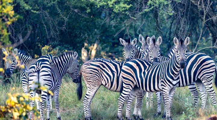 Sable Ranch Bush Lodge