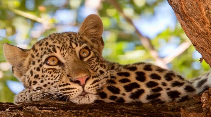 Msandile River Lodge