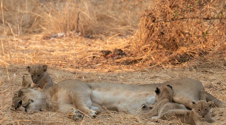 Msandile River Lodge
