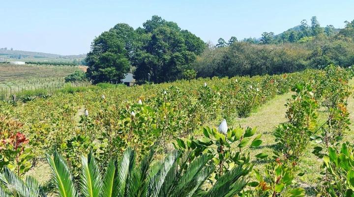 La Luna @ Misty Mountains