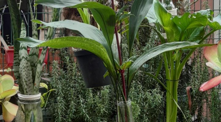 The WESTLODGE @ Graskop