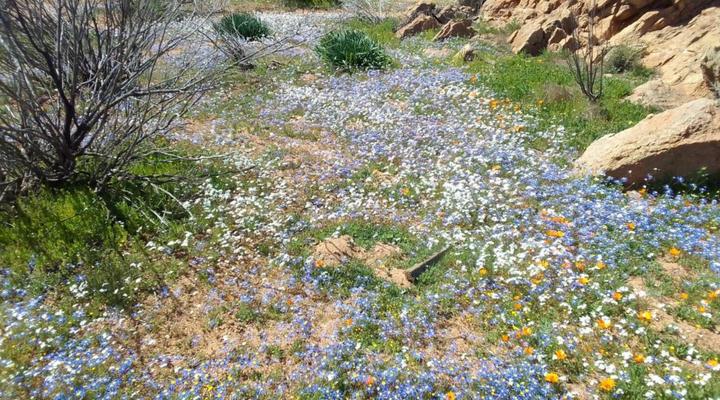 Thys'e Kombuis & Guest House