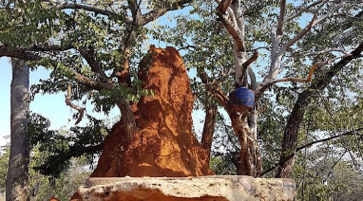 Mamselle Nature Camp