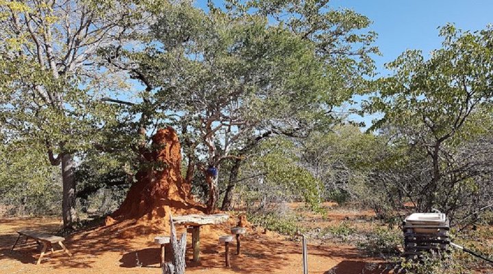 Mamselle Nature Camp