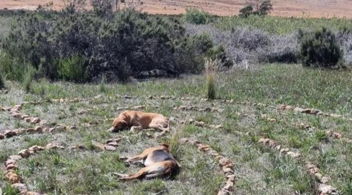 EcoDome Self-catering