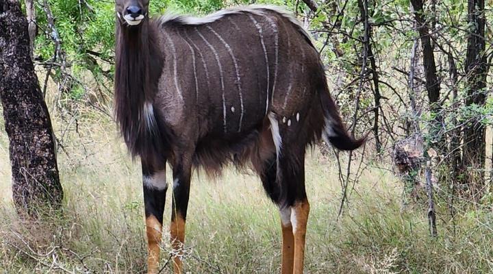 Nyala lnn