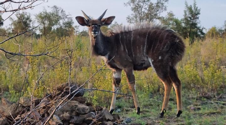 Nyani Lodge Dinokeng