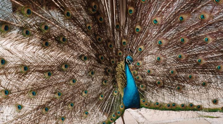 Misty Mountain Reserve