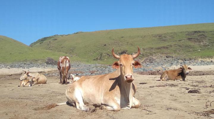 Mazeppa Sunrise Beach Accommodation