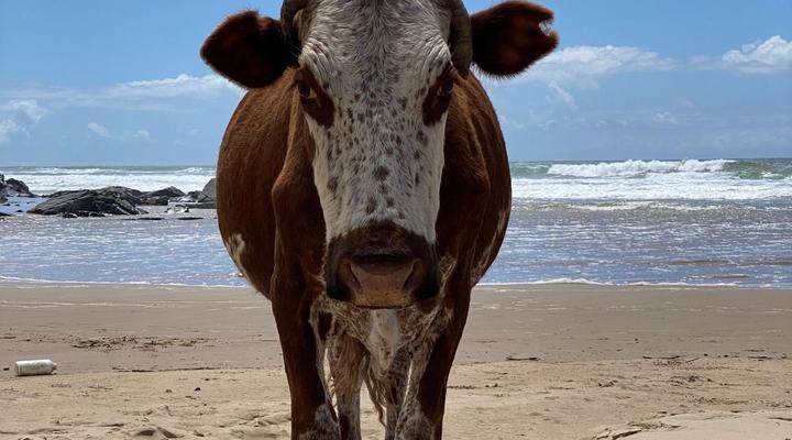 Mazeppa Sunrise Beach Accommodation