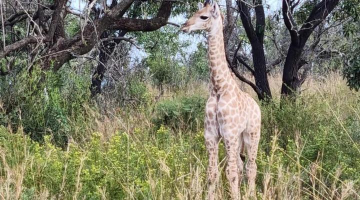 Newburg Lodge & Luxury Bush Tents