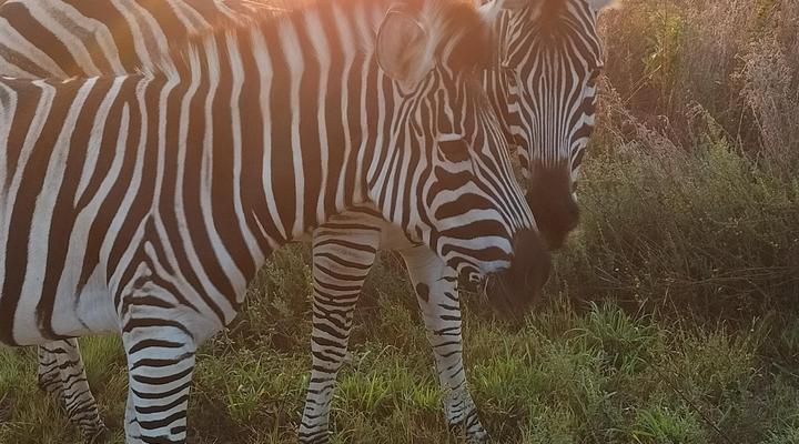 Little Dinokeng Bush Lodge