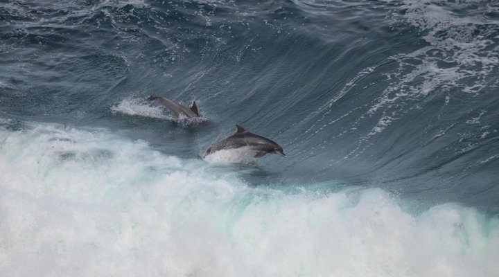 Spirit of the Ocean