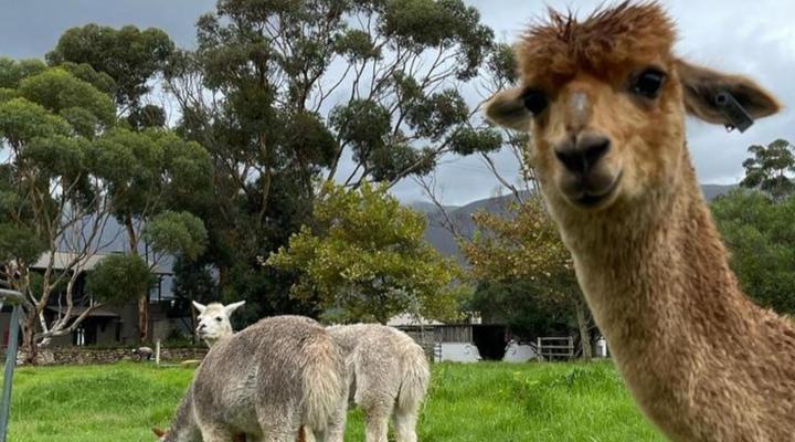 Rivergate Guest Farm