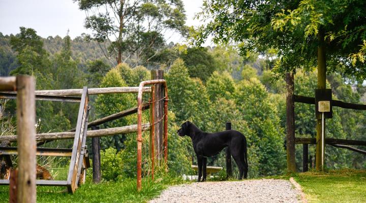 The Knoll Guest Farm