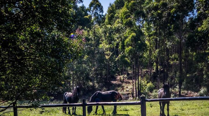 The Knoll Guest Farm