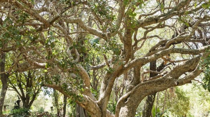 De Wildt Cheetah Lodge