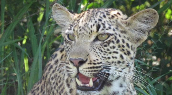 Wild Dog Guest Lodge