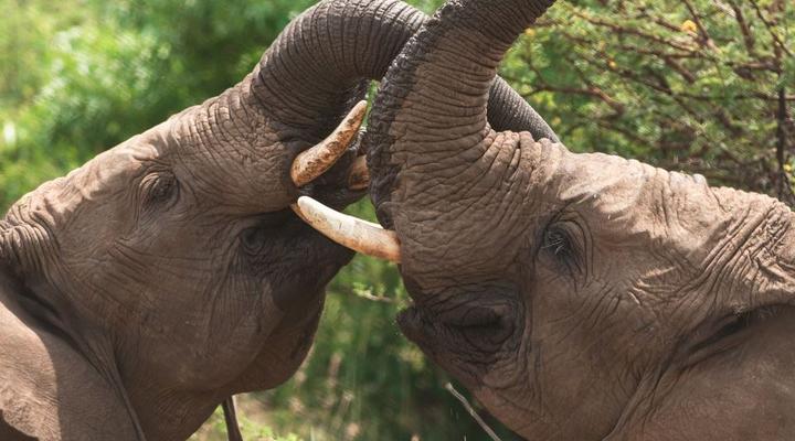 Black Rhino Game Lodge