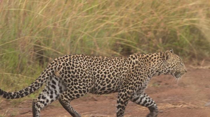 Black Rhino Game Lodge