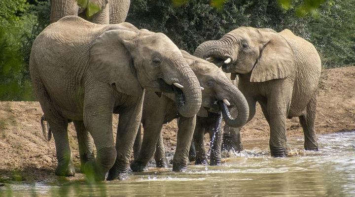 Black Rhino Game Lodge