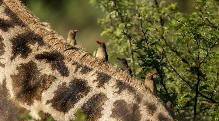 Black Rhino Game Lodge