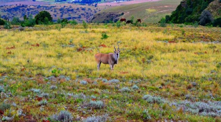 Drakensberg Mountain Retreat