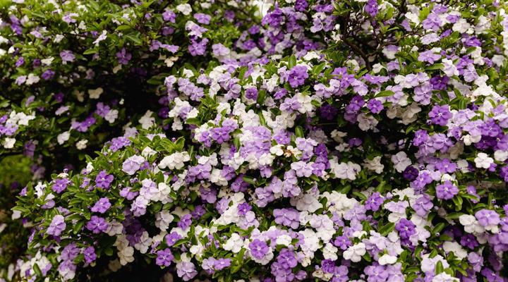 Charlottesville Farm Lodge