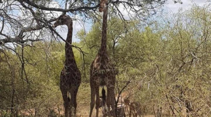 Thandolwami Bushlodge
