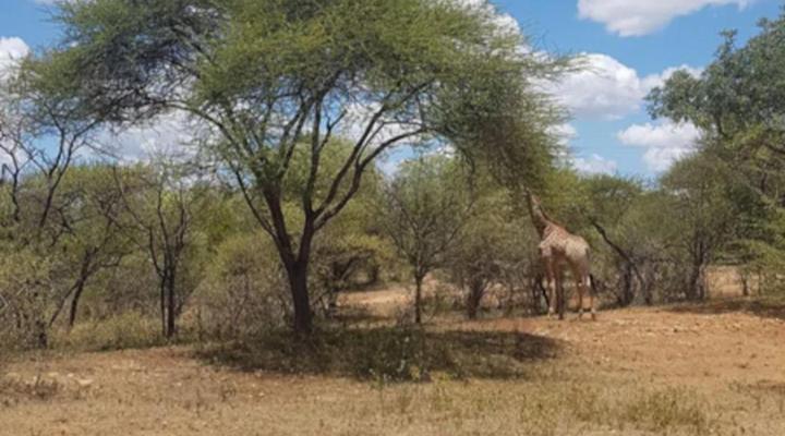 Thandolwami Bushlodge