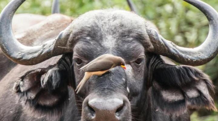 Thandolwami Bushlodge