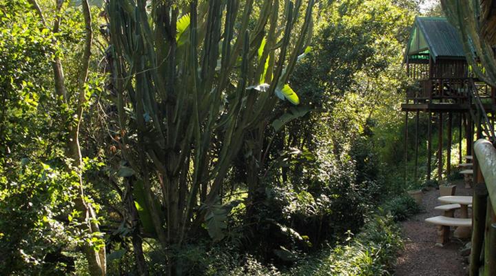 Treehouse River Lodge