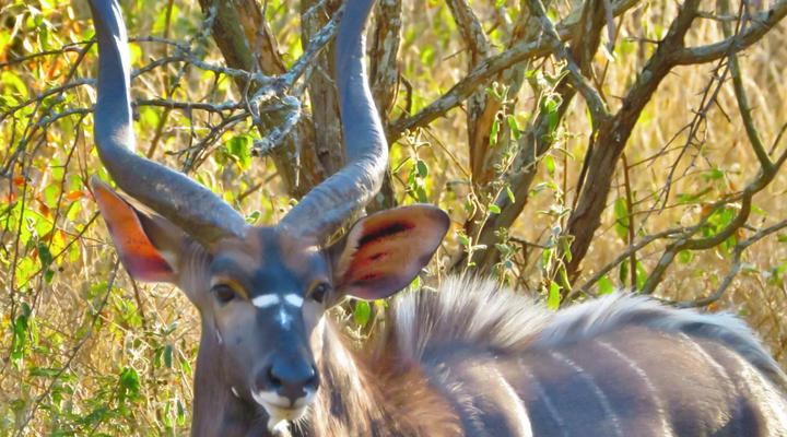 Wild Dog Guest Lodge
