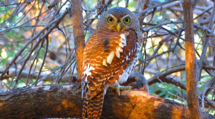 Wild Dog Guest Lodge