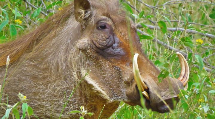 Wild Dog Guest Lodge