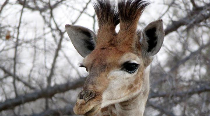 Wild Dog Guest Lodge