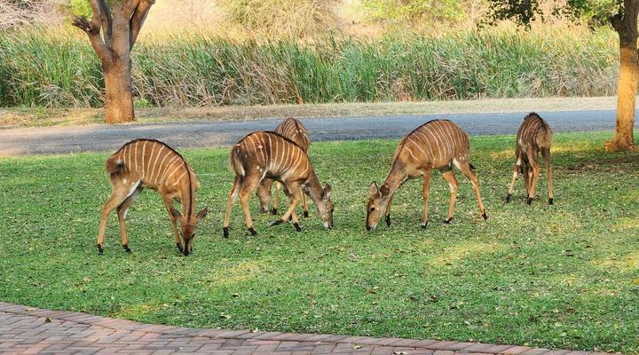 Ekuthuleni River Front Chalet Hoedspruit