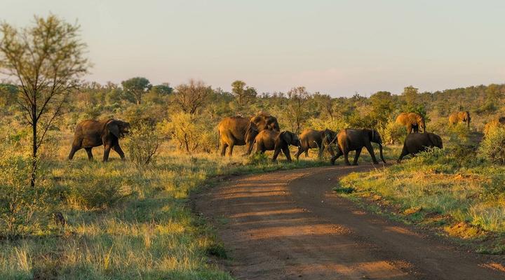 Madikwe River Lodge by Dream Resorts