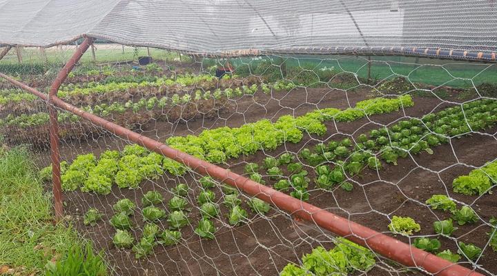 Eikelaan Farm Cottages