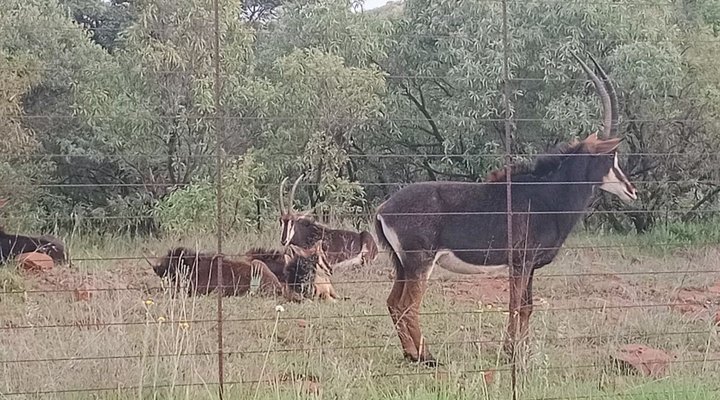 Evergreen River Guest Farm, Groot Marico