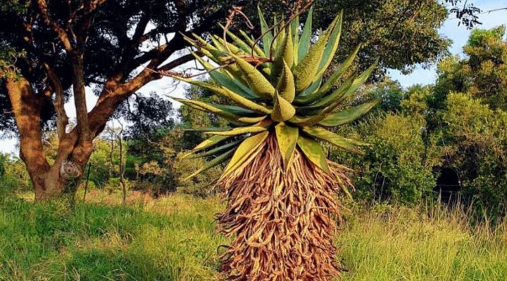 Evergreen River Guest Farm, Groot Marico