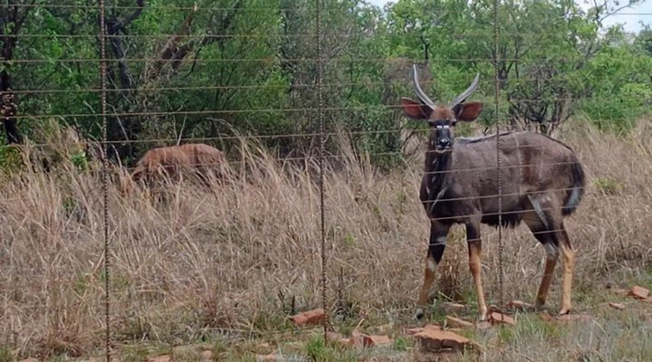 Evergreen River Guest Farm, Groot Marico